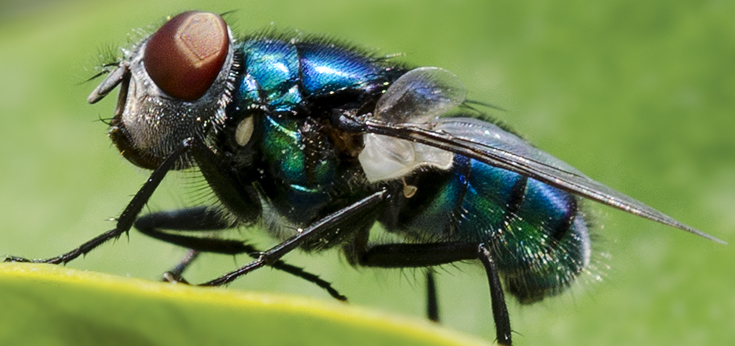 Mosca dorso blu:  Chrysomya albiceps, maschio (Calliphoridae)